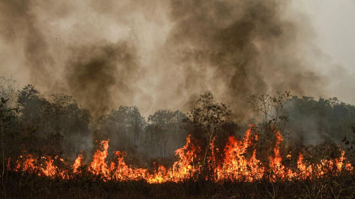 Delapan Eksekutif Perusahaan Sawit Bertemu Menteri Singapura Terkait Kebakaran Hutan dan Lahan