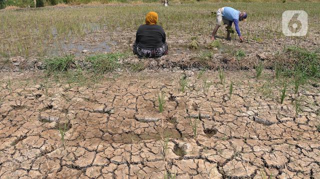 Upaya Proaktif Menghadapi Musim Kemarau Dini: BBWS Cimancis Siapkan Pompa Surya untuk Irigasi
