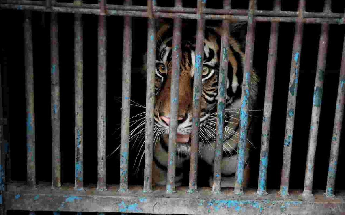 Hasil Deteksi Kemenhut, Anak Harimau Sumatra Bertahan Hidup di Kerinci Seblat