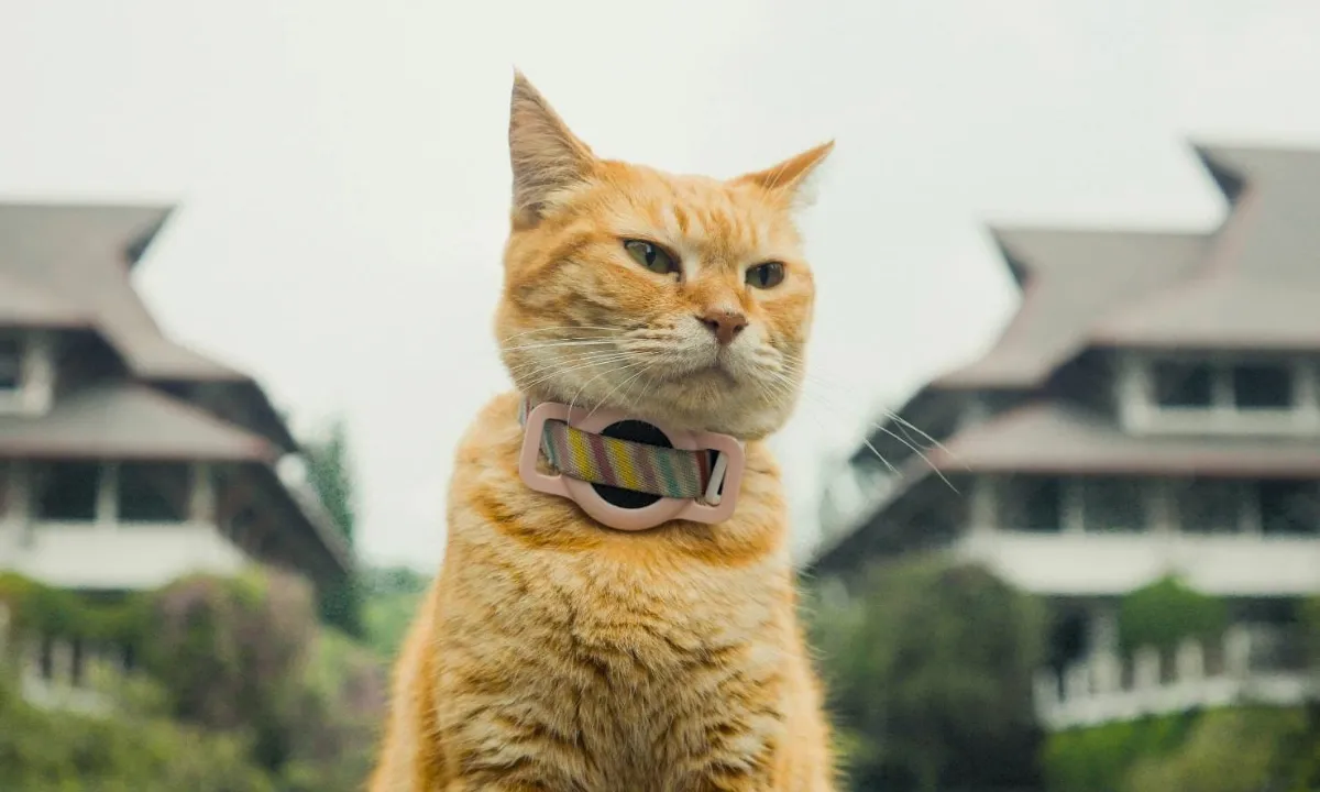 Kucing Kampus ITB "Meong!" Raih Penghargaan Film Internasional di Jakarta