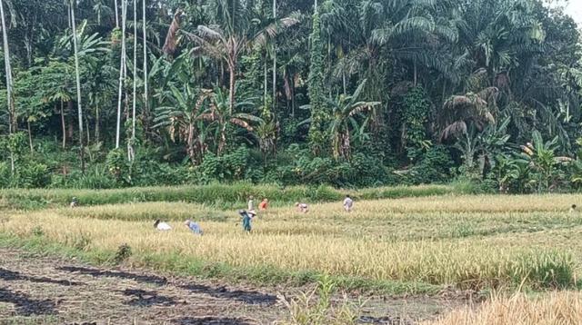 Pemkab Pasaman Barat Menetapkan 7.275 Hektare Sebagai Lahan Pertanian Pangan Berkelanjutan
