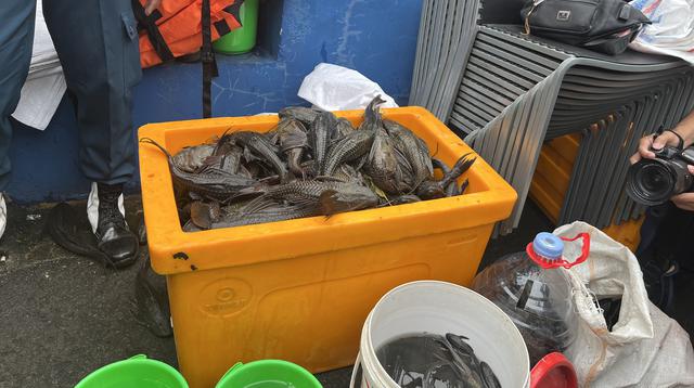 Pemkot Jakarta Timur Musnahkan 763 Kg Ikan Sapu-Sapu Hasil Tangkap