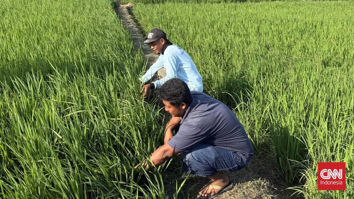 Ilustrasi petani. (Foto: CNN Indonesia/Dela Naufalia)
