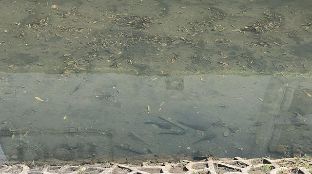 Kehidupan Ikan Sapu-Sapu di Kali Cideng: Dominasi yang Terlihat di Sekitar Bundaran HI