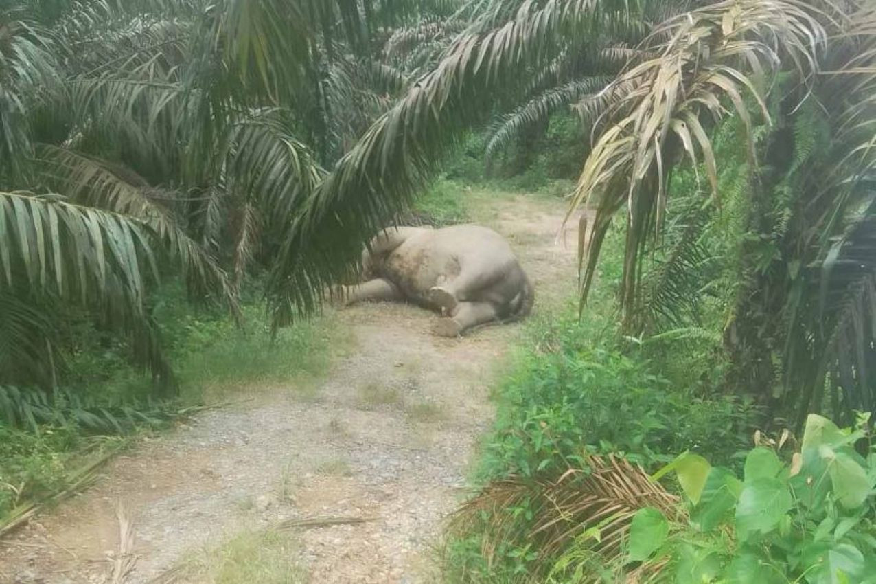 Gajah Sumatra Ditemukan Mati di Aceh Tamiang, Penyebab Masih Diselidiki