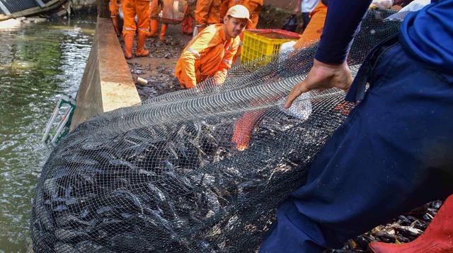 Penanganan Serius Terhadap Ikan dan Telur Sapu-Sapu di Jakarta Pusat