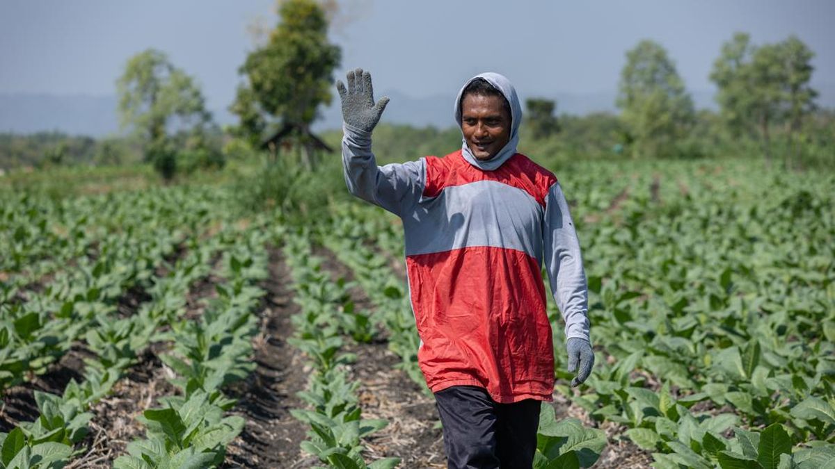 Tembakau Menjadi Solusi Ekonomi bagi Petani Wonogiri di Musim Kemarau